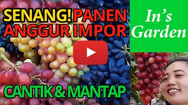 Uvas importadas