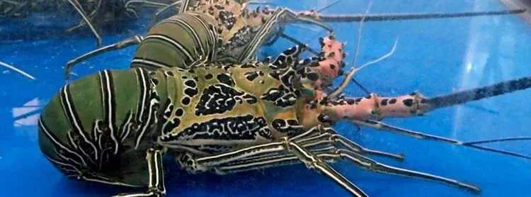 homard Nusa Dua